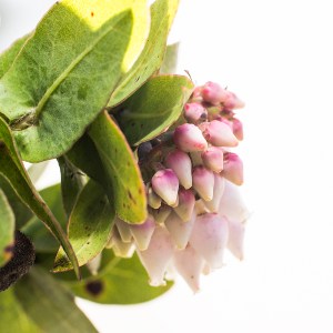 arcpal-alameda-manzanita