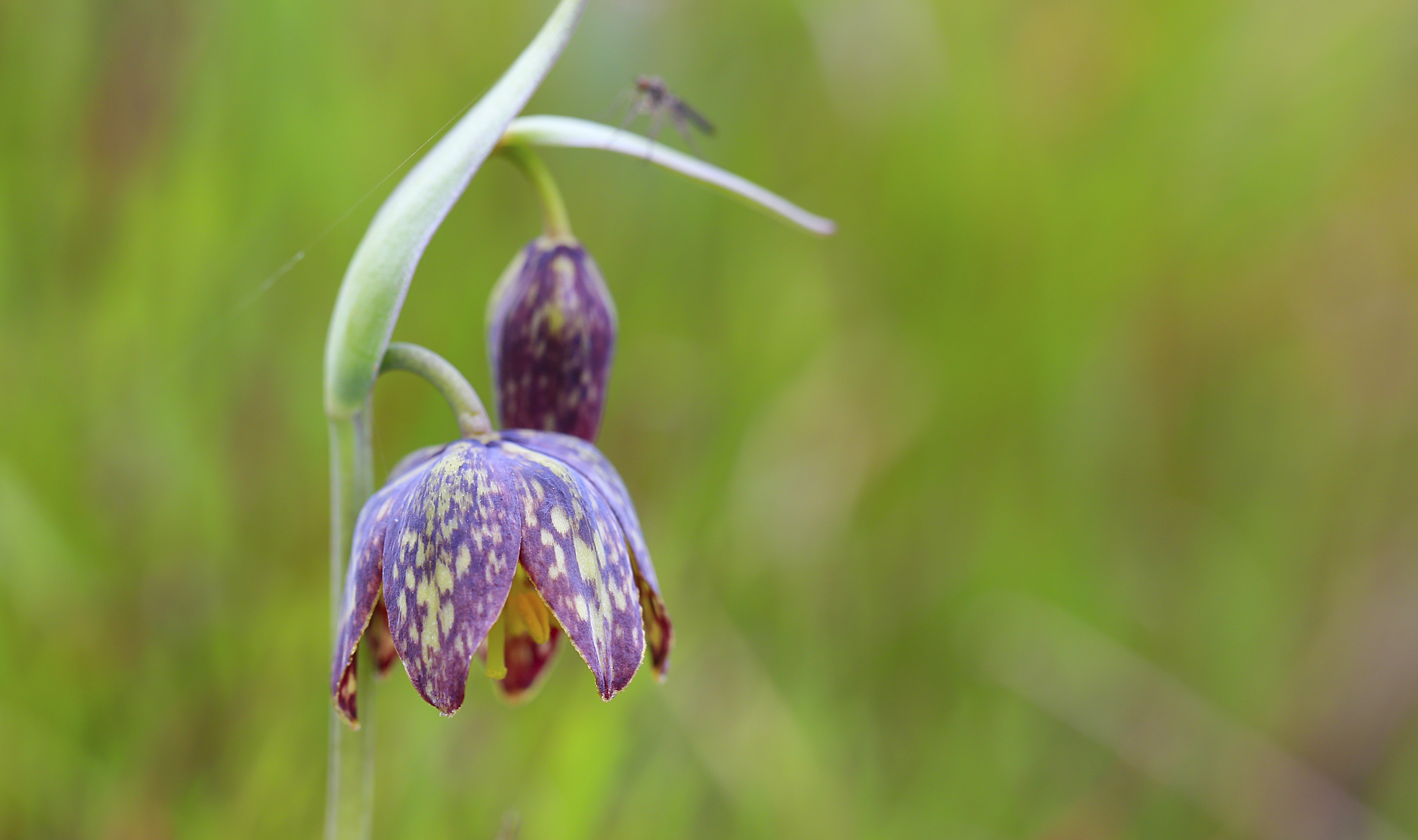 fritaffinis-lechphoto