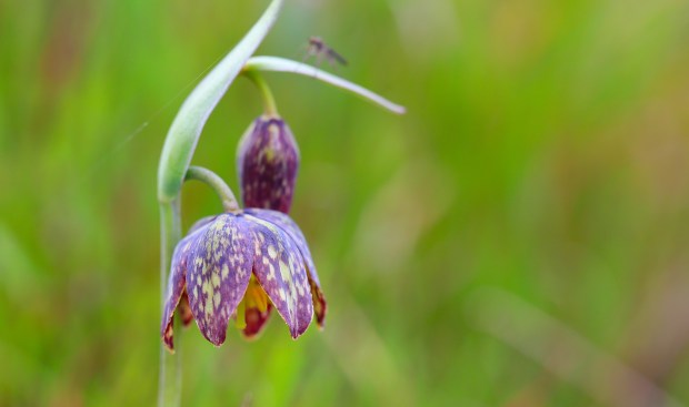 fritaffinis-lechphoto