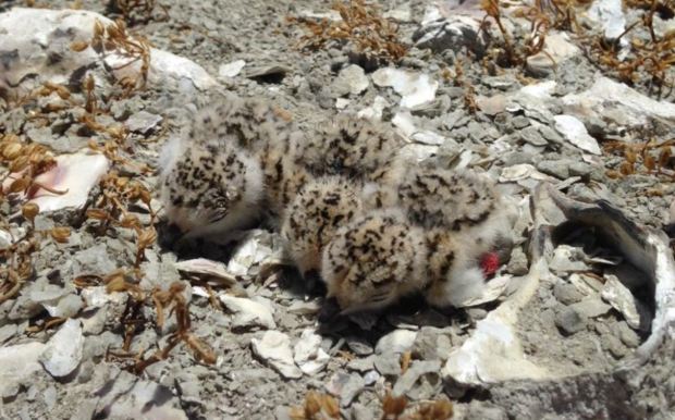 snowy plovers from SFBO 2017 report